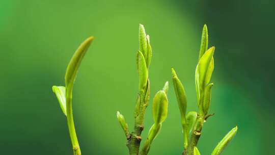 嫩芽初绽绿色希望绿茶生长延时摄影60帧