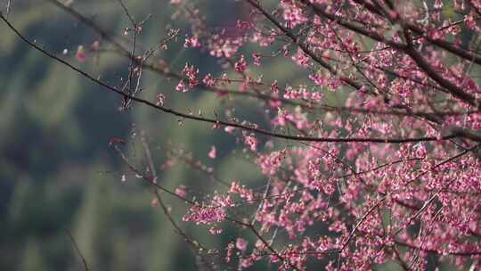 山樱花 冬樱花 花海 粉红色