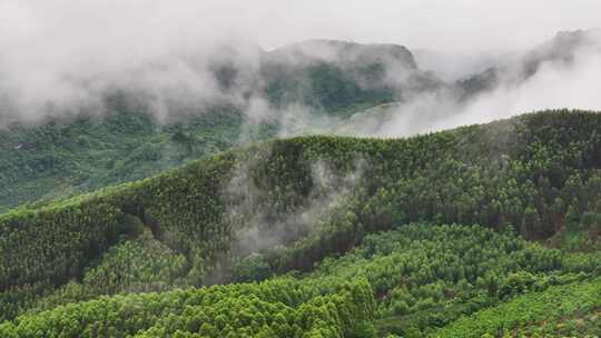 森林树木云雾航拍