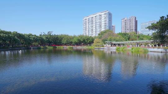 广州流花湖公园湖泊榕树与城市建筑景观