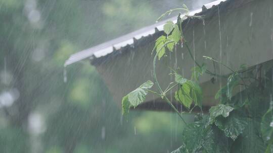 春天下雨唯美清新空镜雨景4k视频素材视频素材模板下载