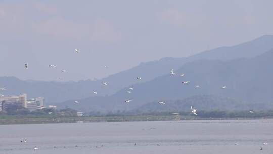 候鸟红嘴鸥在深圳湾公园飞翔