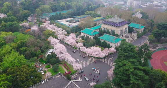 武汉大学樱花盛开的美丽景致