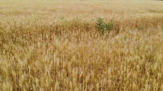 大片北方麦子成熟