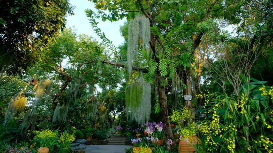 植物园兰花园空气凤梨