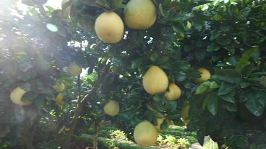 农村农场里的柚子蜜柚甜柚柚子种植基地