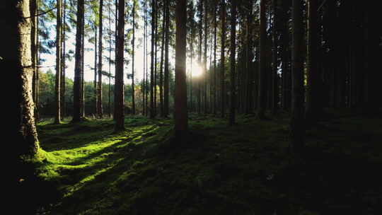 无人机飞过绿色森林，阳光照耀着树木