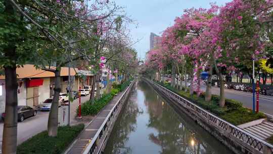 航拍晚霞中的广洲大坦沙岛河沙城中村·合集