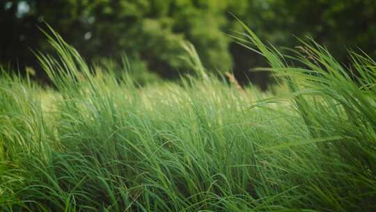 风吹草地