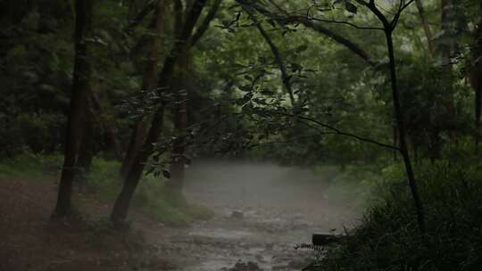 刚下过雨的小溪森林