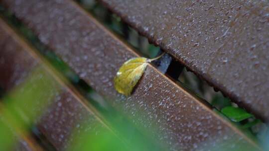 秋雨落叶空镜