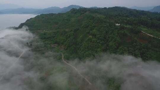 云雾茶山航拍风景视频素材模板下载