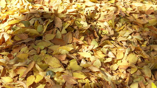 北京秋天秋季秋色黄叶红叶