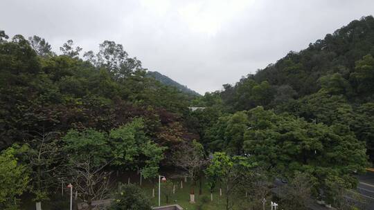 雨后的山林