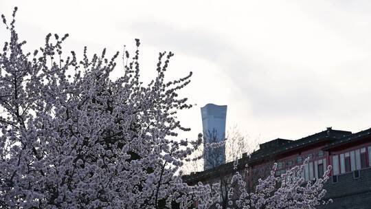 春天阳光下盛开的桃花与中国尊背景