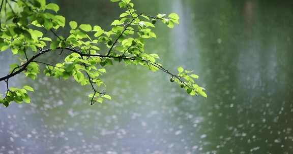 大雨雨水雨滴湖面波纹绿叶唯美意境