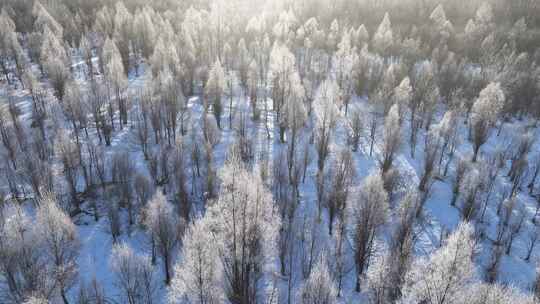 航拍雪原阳光树林雾凇