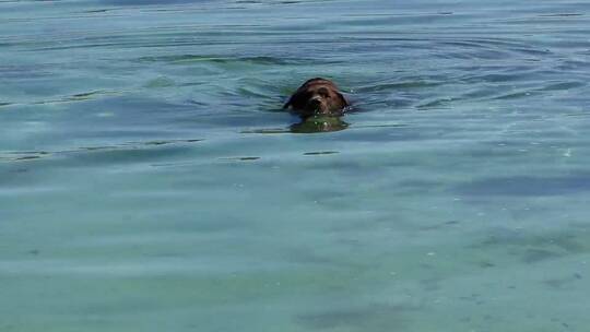 水里游泳的小狗视频素材模板下载