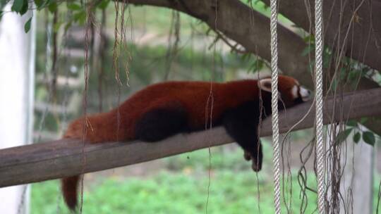 树枝上趴着睡觉的小熊猫