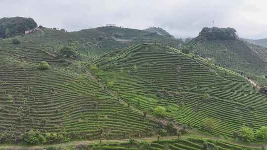 航拍绿色高山有机茶园