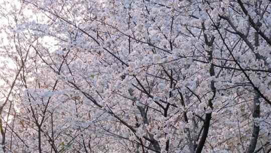 南京玄武区玄武湖景区古鸡鸣寺游客观赏樱花