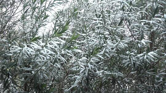 下雪天树叶上的积雪