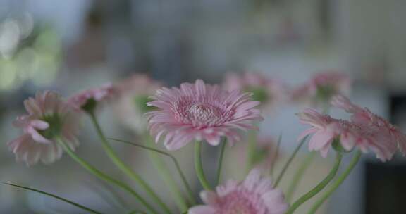 鲜花、粉色、非洲菊、雏菊