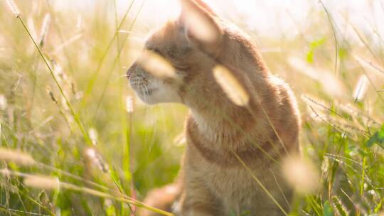 猫咪户外草丛玩耍超长空镜金渐层