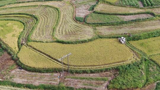 航拍秋收农业种植金黄稻田视频素材模板下载