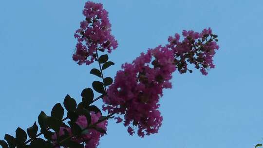 城市公园鲜花种植植物实拍