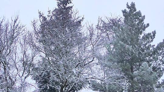 暴雪中的树木