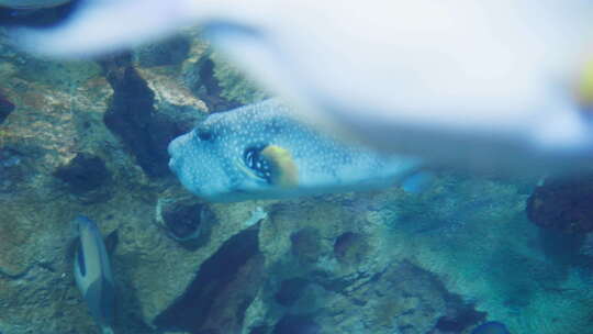 珠海长隆海洋公园水族馆里的海洋鱼类