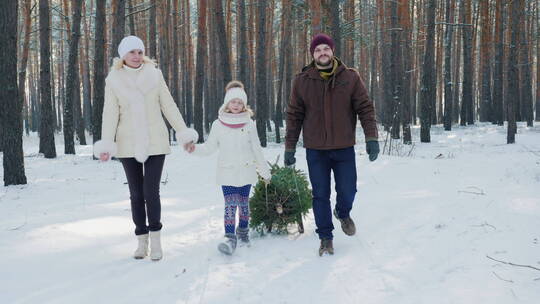一家三口在雪地上拉一棵树