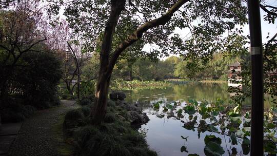 杭州西湖景区曲院风荷风景