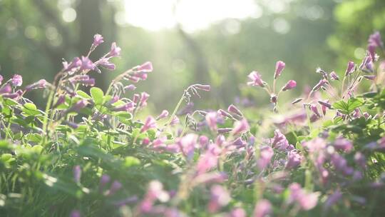 花草、阳光、春夏