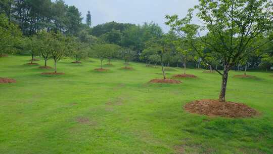 樱花树 草地 草坪 植树 种树 种植