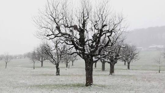 冬天下雪中 没有树叶的树木特写