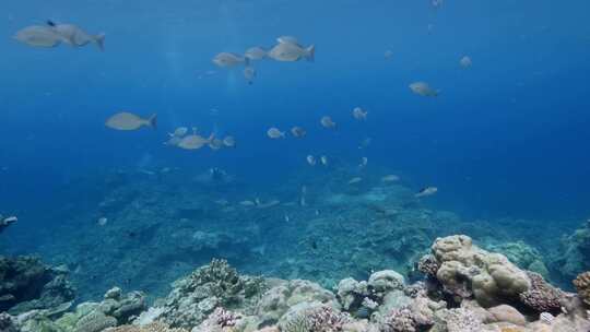 海底世界海洋生物鱼群