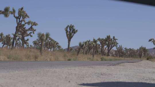 在路边有仙人掌树的道路上行驶的机动车辆