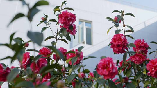 香妃茶花、红色茶花中景01