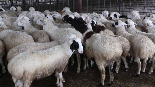 羊肉加工生产线