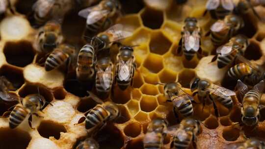 蜂巢上忙碌的蜜蜂特写