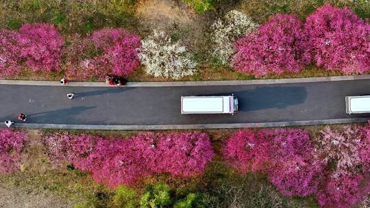 汽车穿梭在开满鲜花的道路上开往春天的列车