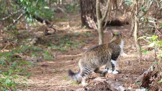 一只流浪猫在森林里漫游