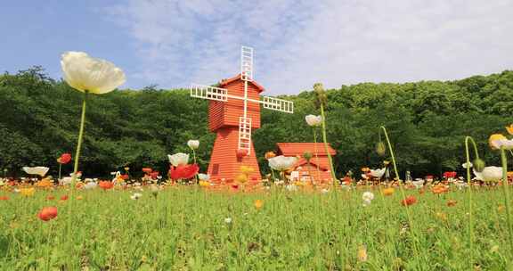 阳光风车森林草地野花盛开春光明媚