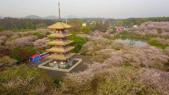 武汉东湖樱花园春天五重塔航拍