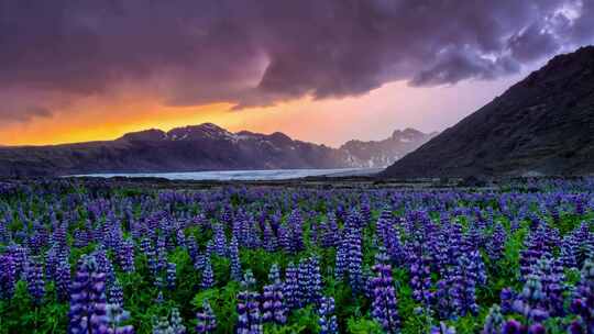 羽扇豆，现场，冰岛，风景
