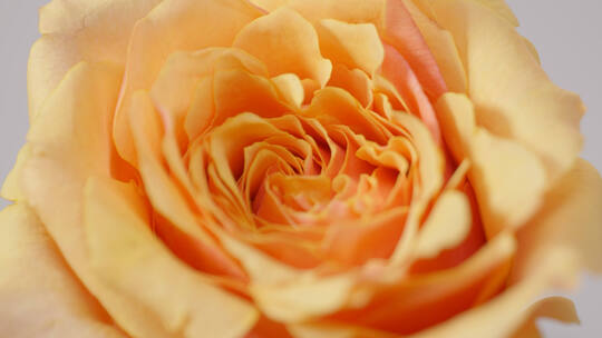 玫瑰花精华成分 护肤品化妆品素材