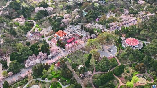 青岛春天青岛中山公园樱花