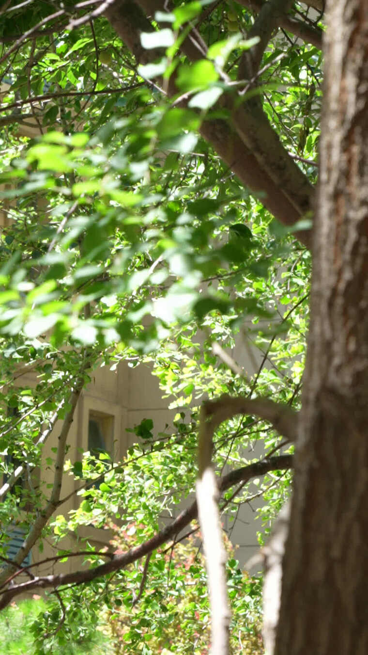 绿树繁茂枝叶特写